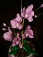 /album/sladke-ozdoby/orchidea-fialova-jpg/